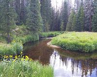 Forest loss in one part of US can harm trees on the opposite coast