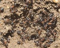 Trapped in a nuclear weapon bunker wood ants survive for years in Poland