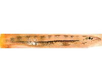 University of Leicester discovery sheds light on how vertebrates see