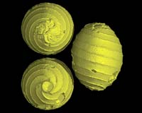 Virtual Trip To The Heart Of 400 Million Years Old Microfossils