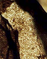 Ancient Relatives of Algae Played Key Role Early CO2 Rich Atmosphere