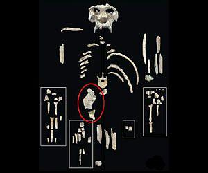 MU Expert Analyzes Fossil of Great Ape