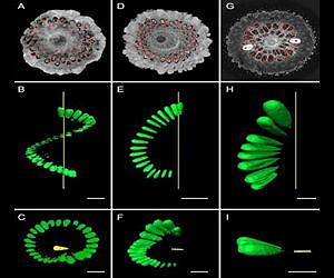 Visualizing the past: Nondestructive imaging of ancient fossils