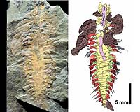 480-Million-Year-Old Fossil Sheds Light On 150-Year-Old Paleontological Mystery