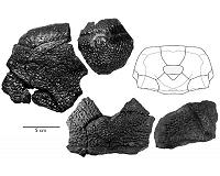 A new 'king' - New, gigantic, ancient armored fish discovered