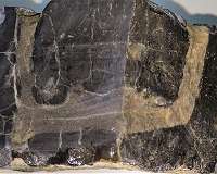Fossil burrows show early origins of animal behavior