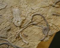 Oldest Complex Organic Molecules Found In Ancient Fossils