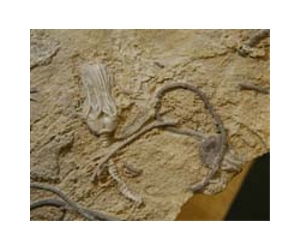 How Sea Lilies Got Their Get-Up-And-Go