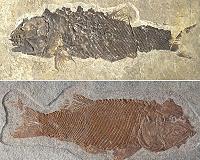 Paleontology: Aftermath of a mass extinction