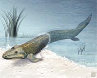 Fossils Suggest Earlier Land-Water Transition Of Tetrapod