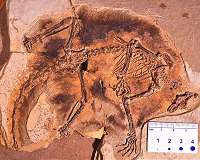 First winged mammals from the Jurassic period discovered
