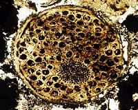 Ancient multicellular life sets timeline back 60 million years