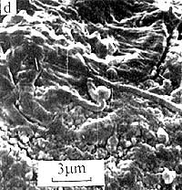 Hitchhiking Molecules On Comets Can Survive Impacts With Earth
