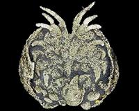 Parental care of the young from 450 million years ago