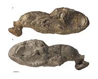 Ancient shark fossil reveals new insights into jaw evolution