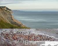 Fossil reveals evidence of 200-million-year-old 'squid' attack
