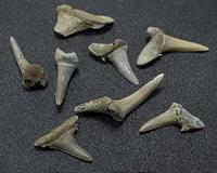 Shark teeth offer new look at Arctic climate change