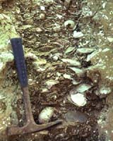 Paleontologists Learn How Not To Become A Fossil