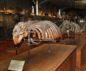 Fossil sirenians give scientists new look at ancient climate