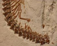 Four-legged fossil suggests snakes evolved from burrowing ancestors