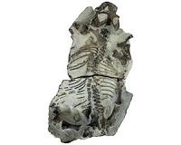 Therapsids adapted to drastic climate change with shorter life cylce