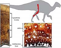 Rapid Growth, Early Maturity Meant Teen Pregnancy For Dinosaurs