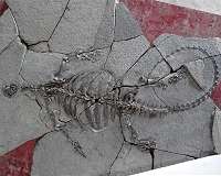Fossil turtle didn't have a shell yet, but had the first toothless turtle beak