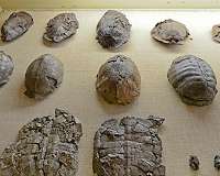 Tortoise evolution: How did they become so big?