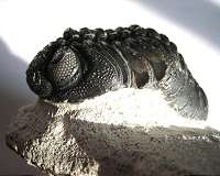 Fossilised 429-mln-year-old eye mirrors modern insect vision