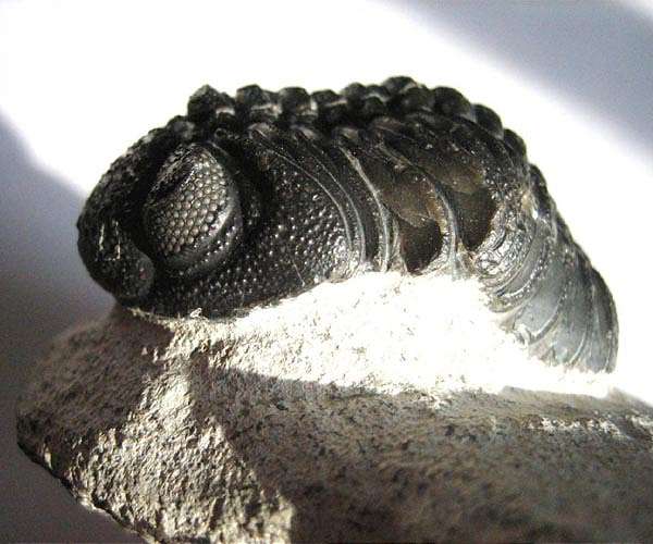 Ancient trilobite shells reveal durable chitin and long term carbon storage