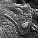 Evidence for Life on Mars Remains Weak