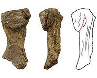 Australian fossil forces rethink on our ancestors' emergence onto land