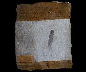 Research paints new picture of 'dinobird' feathers