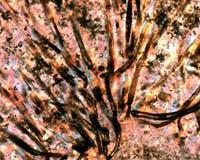 Hunting Martian Fossils Best Bet For Locating Mars Life