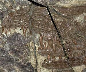 Poisonous Prehistoric Raptor Discovered