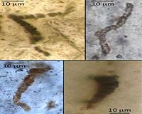 Oldest fossils controversy resolved