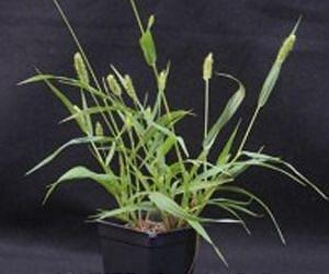 Researchers look to relatives for clues in quest to develop sources of bioenergy