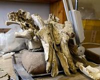 Mammoths might have survived except for bad 'mineral diet'