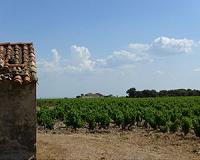 Bordeaux's 'magnificent' lost vintage pushes small growers to the edge