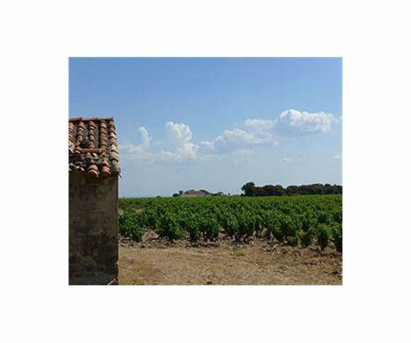 Premature harvests latest test for French winemakers