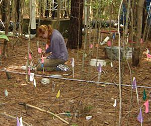 Global warming threat seen in fertile soil of northeastern US forests