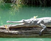 Crocodiles snapped up at world's tallest statue