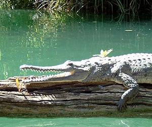 Mozambique wages war on man-eating crocs