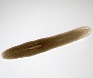 Flatworm Flouts Fundamental Rule of Biology