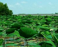 Plants won't boost global warming as much as feared: study