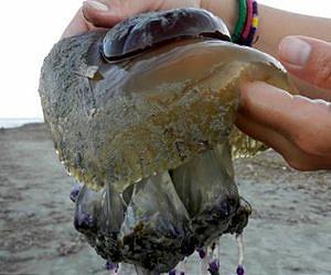 Jellyfish suggest blooms are a consequence of periodic global fluctuations