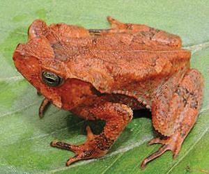 Frog's love call beckons predators, too