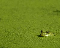 Double Trouble For Water Life