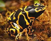 Wildlife Researchers Identify Impacts Of Contamination In Amphibians