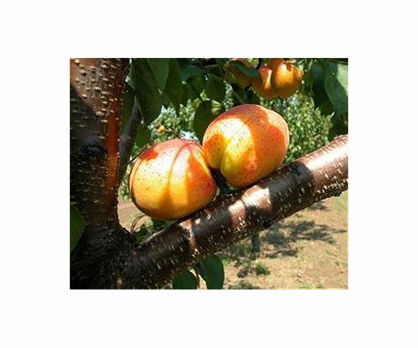 Tajikistan's apricot farmers grapple with climate change